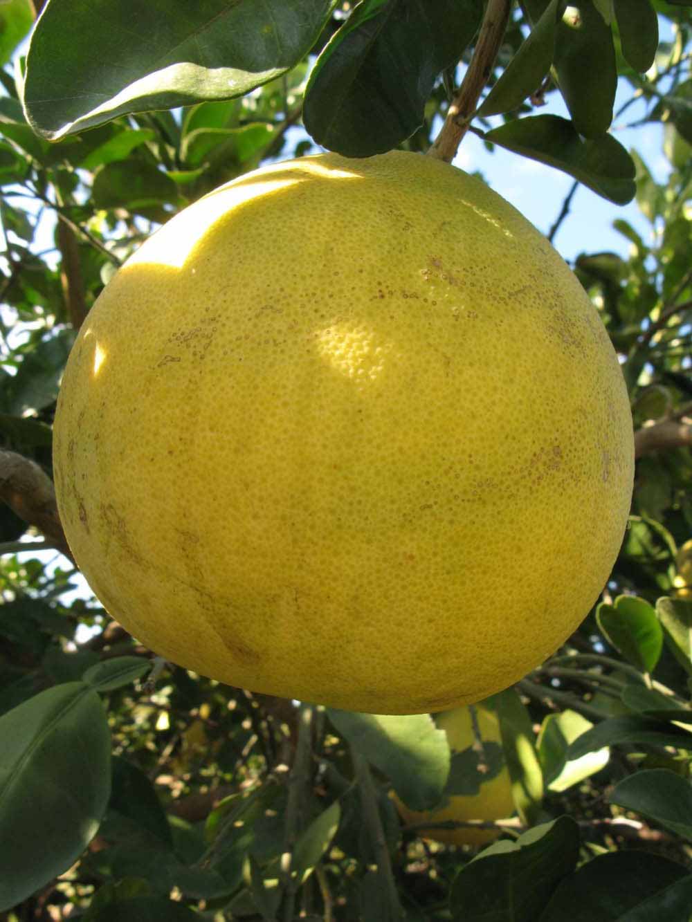            Fruit (Winter Haven, FL)   